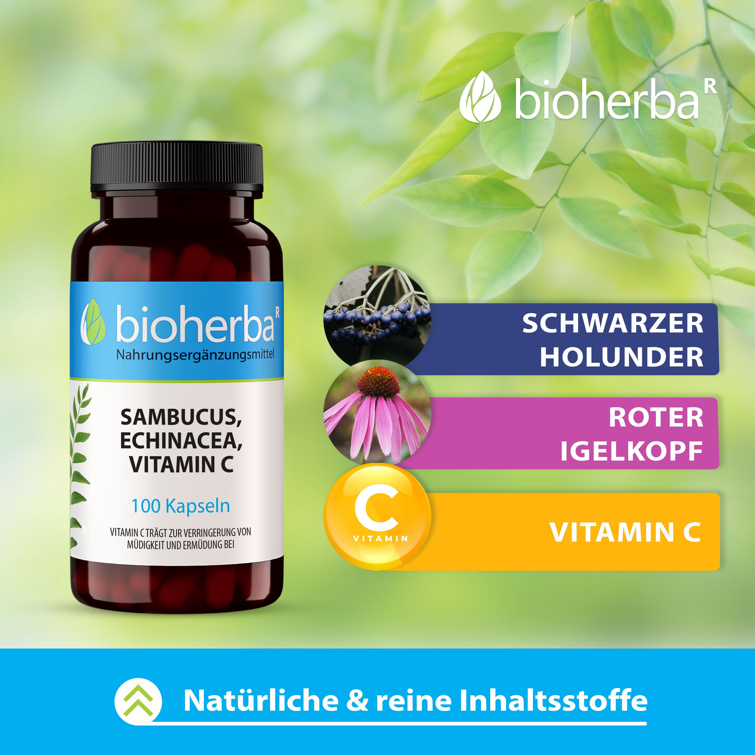 Produktabbildung mit Zutaten-Illustrationen: Schwarzer Holunder, Roter Igelkopf, Vitamin C. Text: Bioherba, Sambucus, Echinacea, Vitamin C, 100 Kapseln.