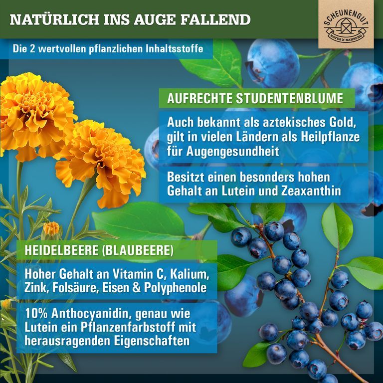 Zwei gelbe Studentenblumen und blaue Heidelbeeren. Text: "Natürlich ins Auge fallend".