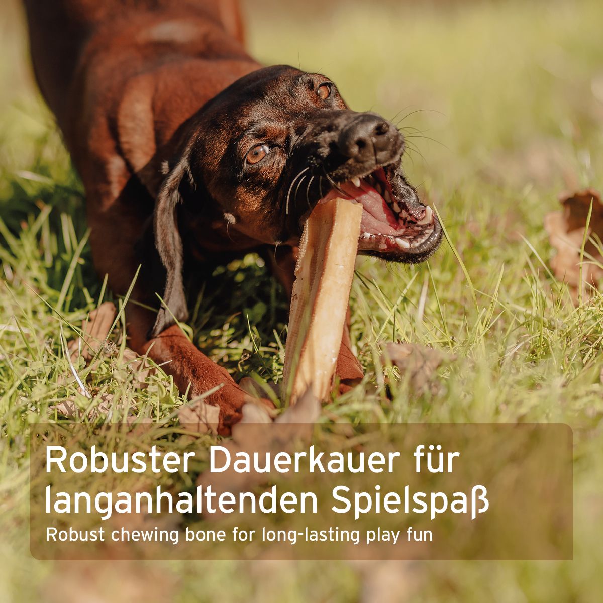 Hund beißt in einen Käsekauknochen. Text: Robuster Dauerkauer für langanhaltenden Spielspaß.