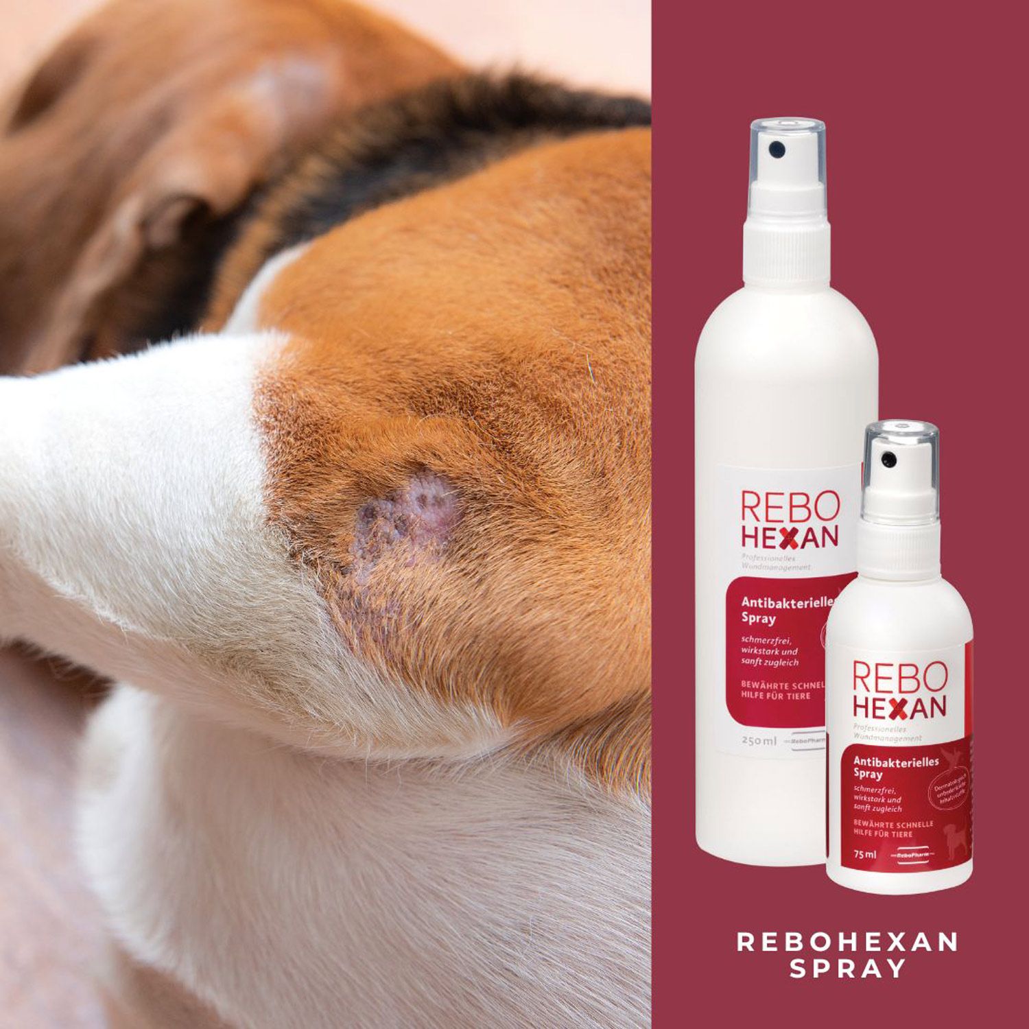 Nahaufnahme einer Hautwunde bei einem Hund, daneben REBOHEXAN Sprayflaschen.