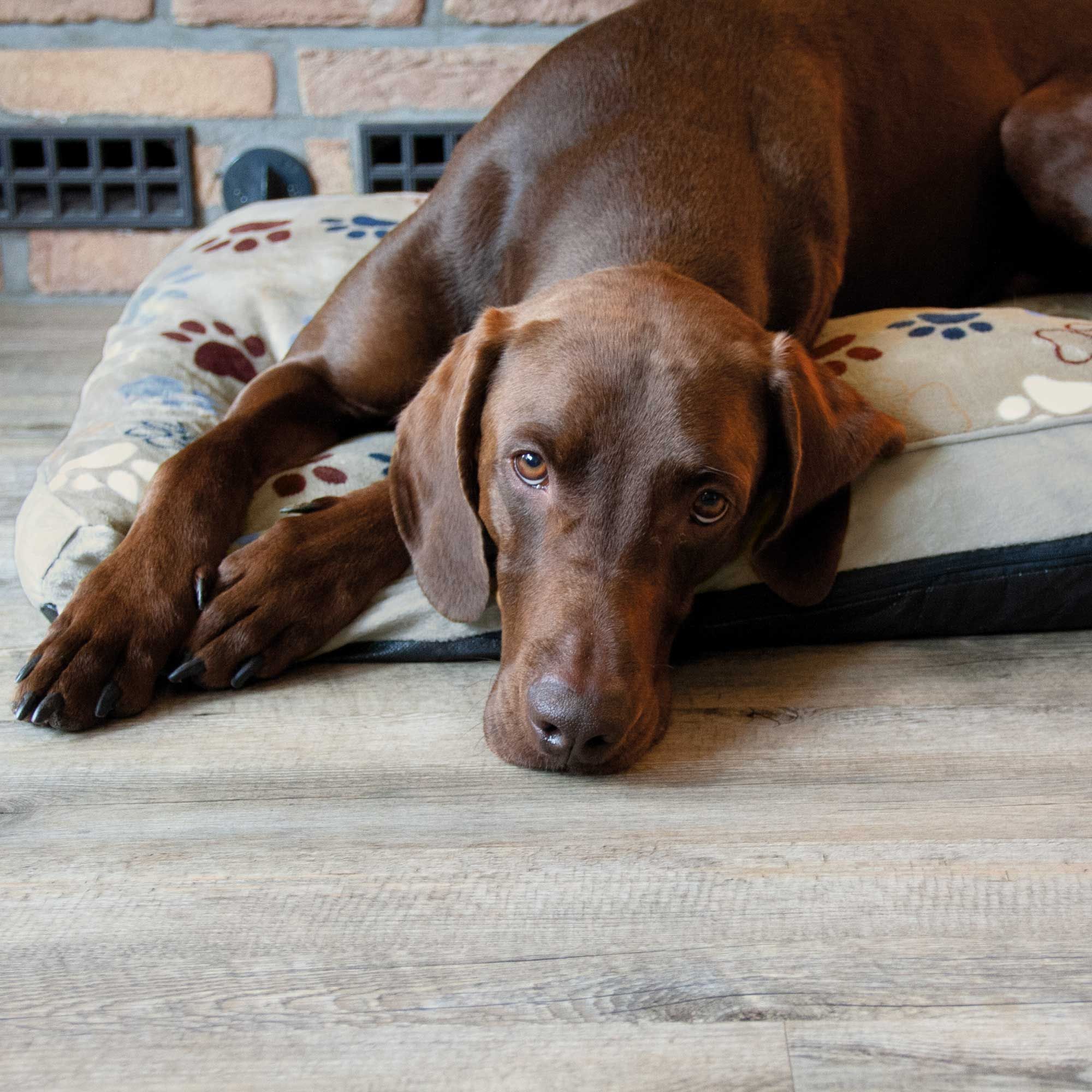 Komfortkissen  120 x 714 cm - Hundekissen Lissi - Hellgrau - Bezug abnehmbar - Waschbar