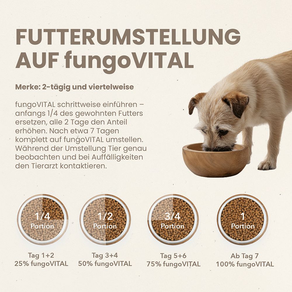 Hund frisst aus Holznapf. Text: Futterumstellung auf fungoVITAL. Grafiken: 1/4, 1/2, 3/4, 1 Portion. Text: fungoVITAL schrittweise einführen.