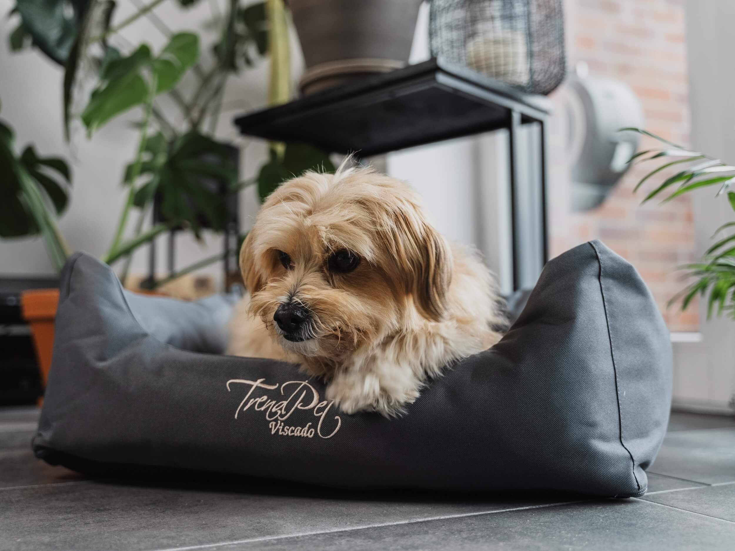 Kleiner Hund im grauen TrendPet Viscado Hundebett. Logo sichtbar. Das Bett steht auf dem Boden.