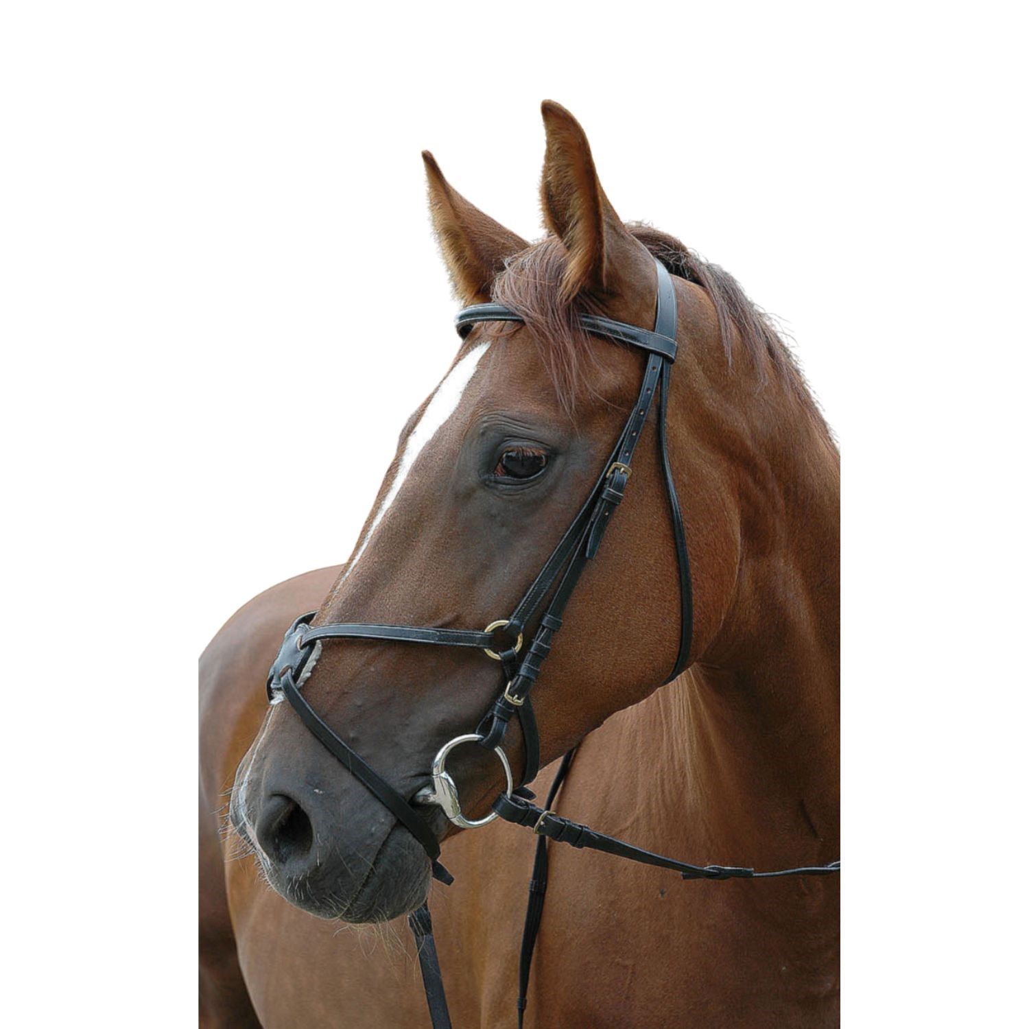 Schwarzer Trensenzaum. Nahaufnahme des Pferdekopfes.