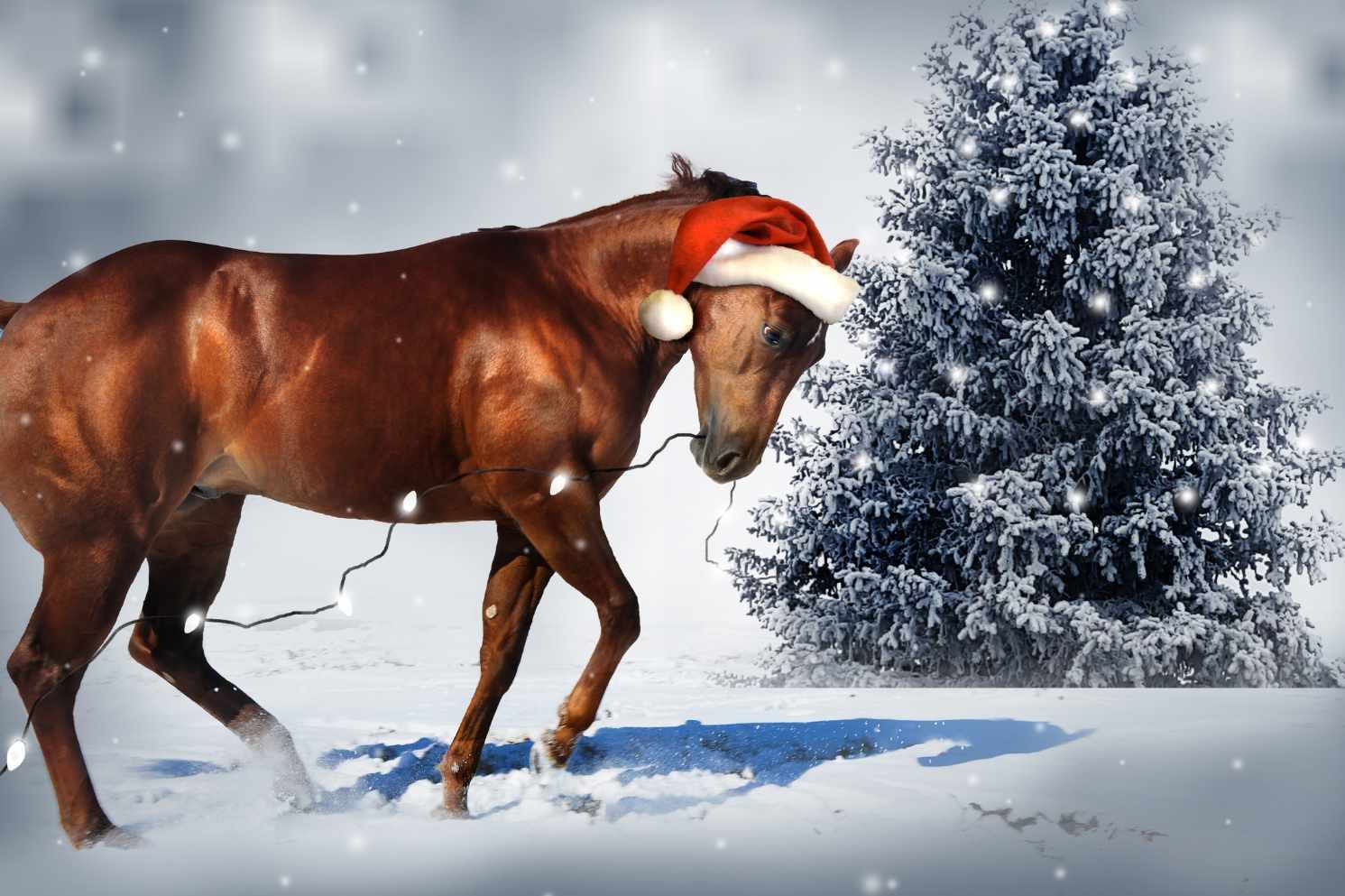 Braunes Pferd mit roter Weihnachtsmütze und Lichterkette im Schnee. Im Hintergrund ein verschneiter Weihnachtsbaum.