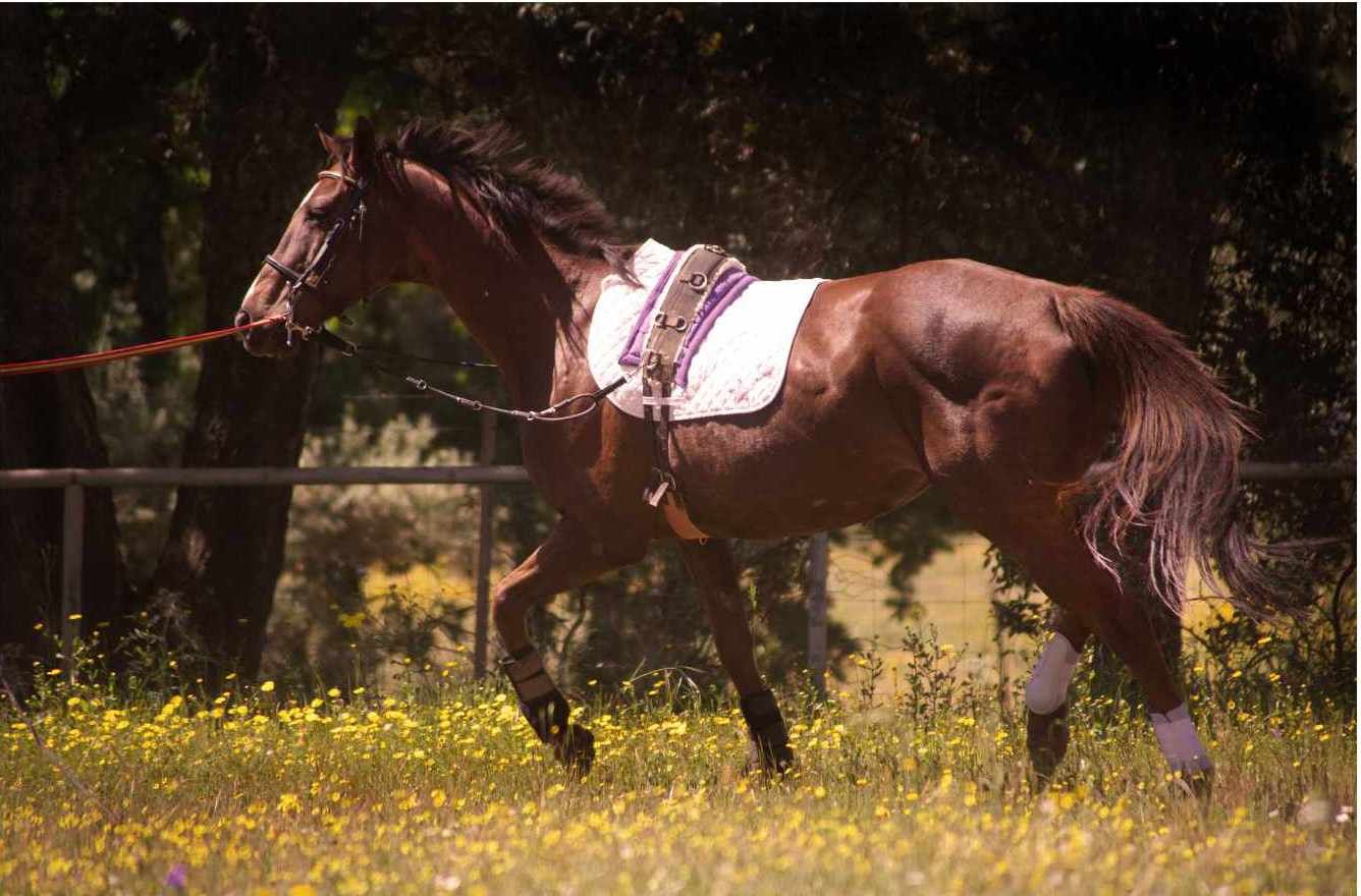 Braunes Pferd mit Sattel und Zaumzeug galoppiert über eine Wiese mit gelben Blumen. Im Hintergrund Bäume.