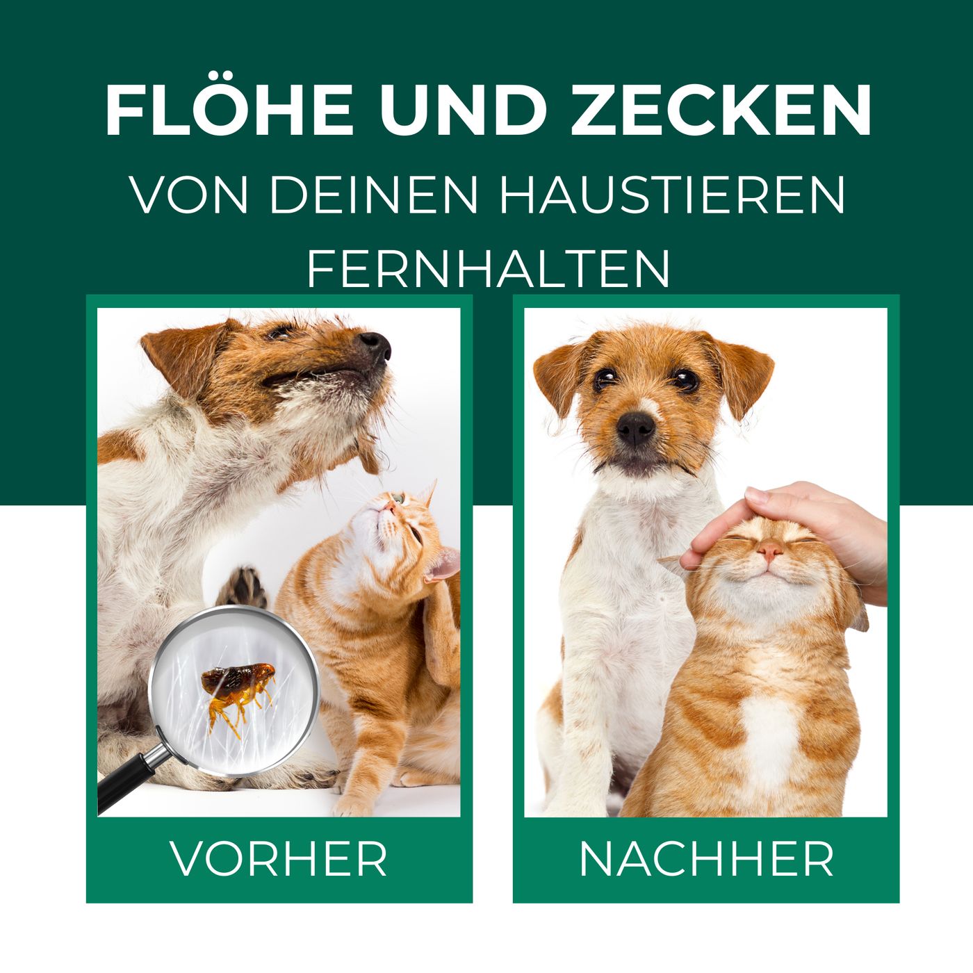 Vorher-Nachher-Vergleich. Hunde und Katzen kratzen sich. Vergrößerte Floh-Ansicht. Nachher: Hund und Katze entspannt.