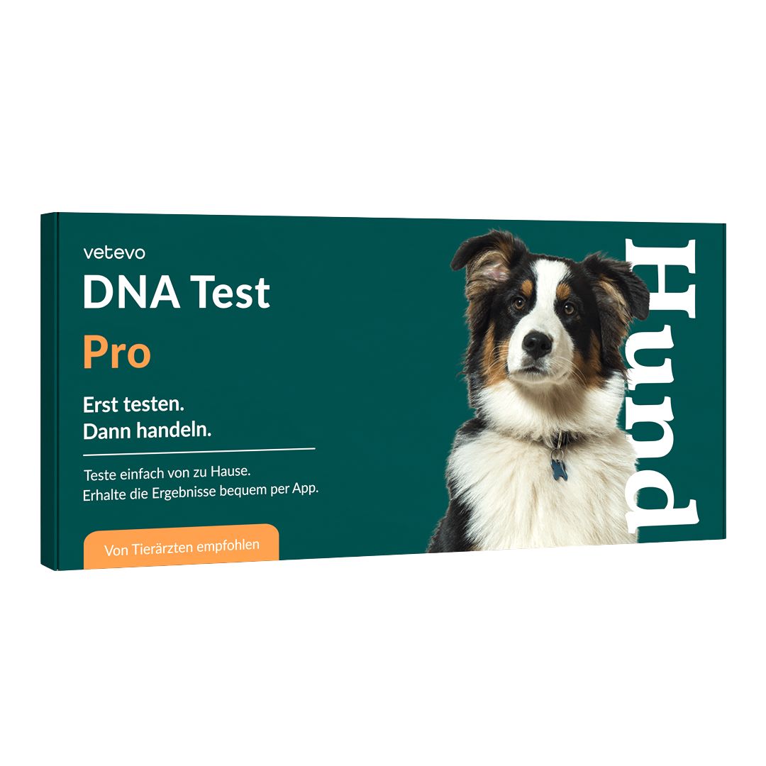 Produktverpackung von Vetevo DNA Test Pro. Ein Hund ist abgebildet. Text: Erst testen. Dann handeln. Von Tierärzten empfohlen.