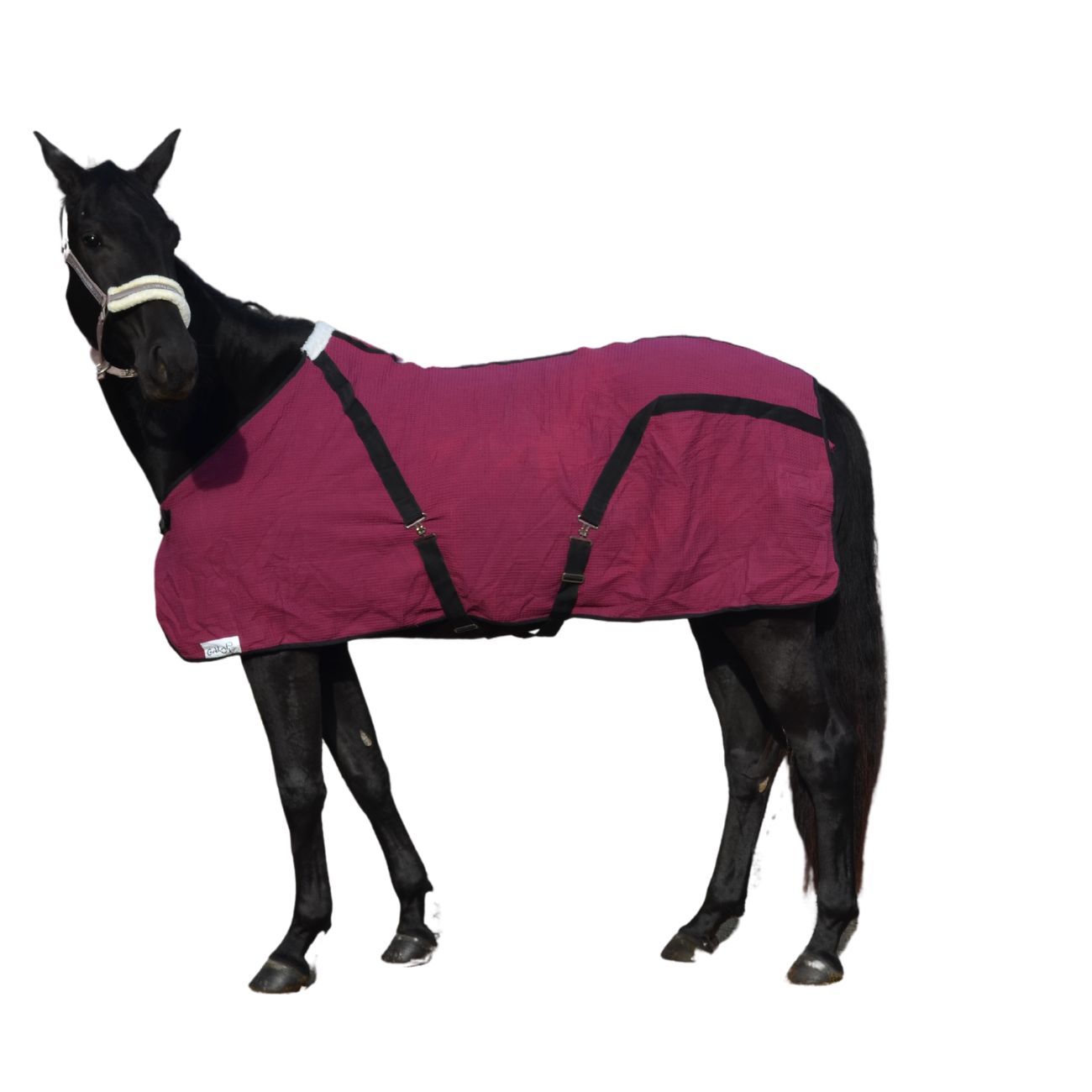 Abschwitzdecke Waffle aus spez. Baumwolle Waffle Gewebe mit Kreuzgurten B Wahl