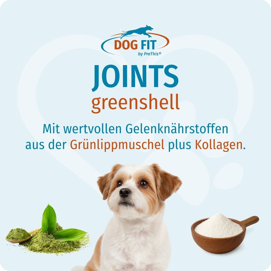 Hund blickt nach oben. Auf blauem Hintergrund Text: DOG FIT, JOINTS greenshell. Grünlippmuschel, Kollagen, Löffel, Schale.