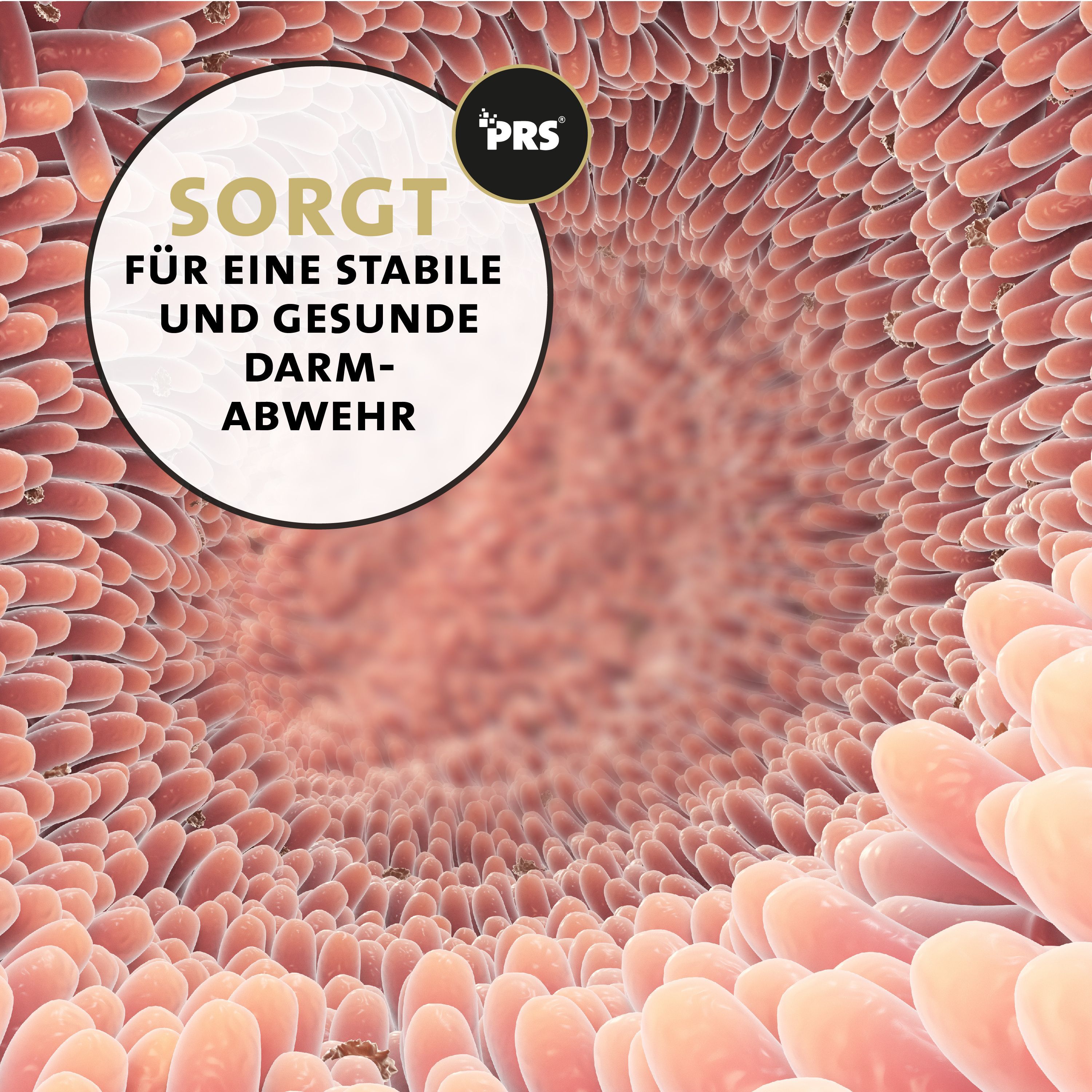 Darmansicht. Text: Sorgt für eine stabile und gesunde Darmabwehr. Logo: PRS.