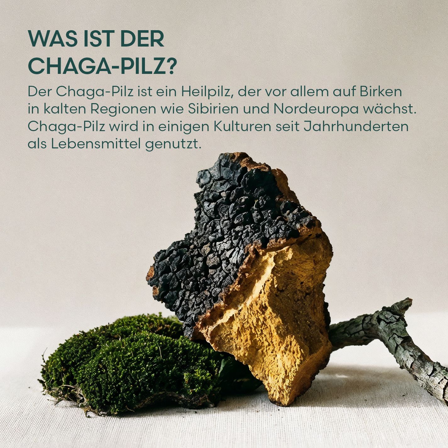 Chaga Pilzstück auf Moos und Ast, mit Text "WAS IST DER CHAGA-PILZ?".