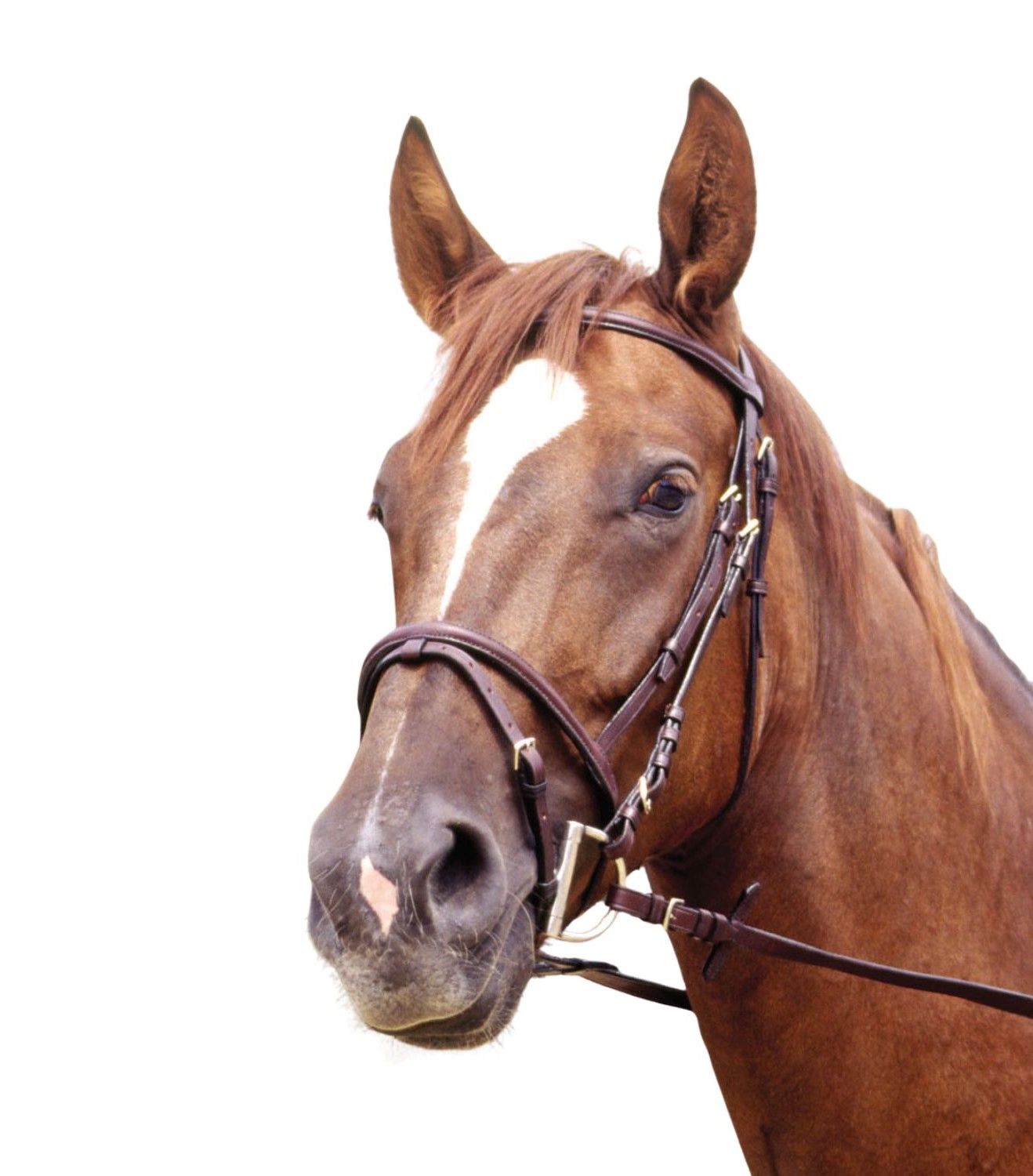 Nahaufnahme eines Pferdekopfes mit Zaumzeug.