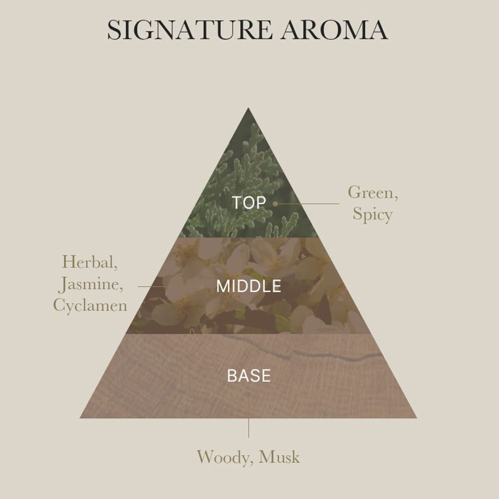 Pyramidenförmige Grafik. Beschriftung: SIGNATURE AROMA. Zeigt Duftnoten: Top, Middle, Base. Grün, blumig, holzig.