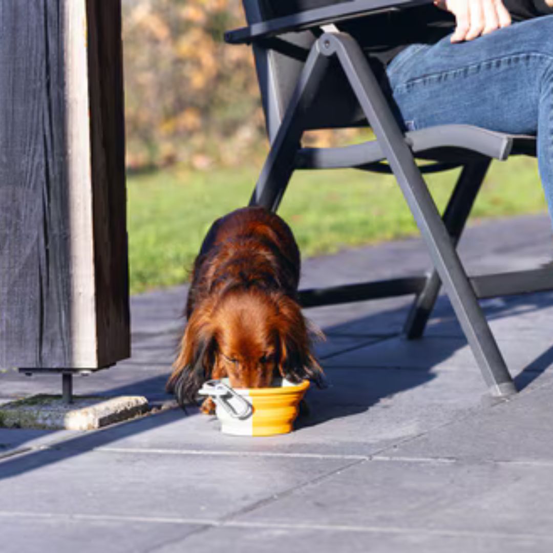 Dackel trinkt aus einem orange-grauen, faltbaren Napf. Person sitzt auf einem Stuhl im Freien.