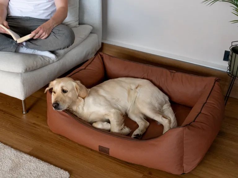 Hund liegt in braunem Kunstlederbett. Person liest Buch im Hintergrund. Holzfußboden.