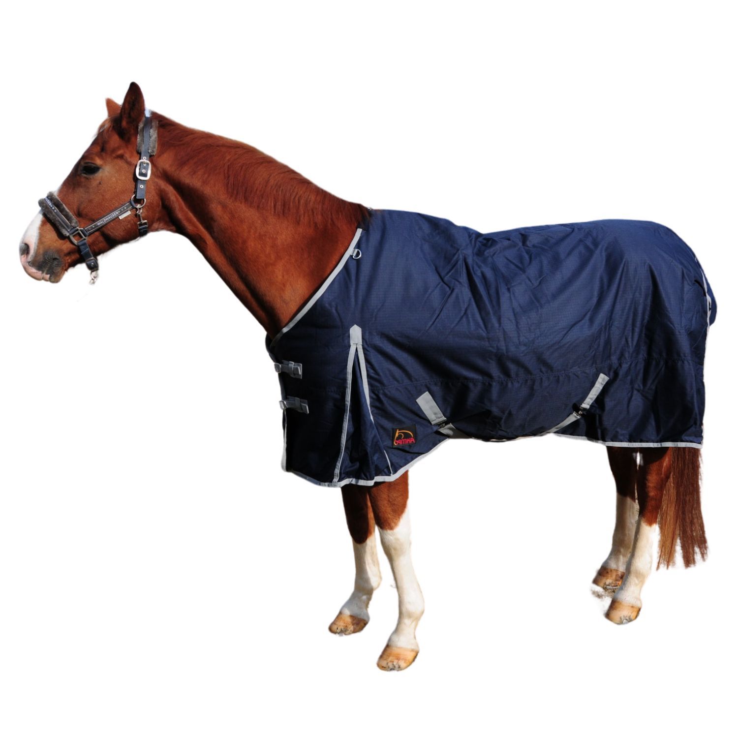 Dunkelblaue Pferdedecke auf einem Pferd. Silberne Ränder und Verschlüsse. Das Pferd steht auf weißem Hintergrund.