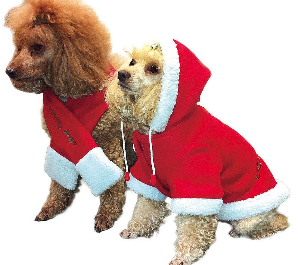 Zwei Hunde in Weihnachtskleidung. Roter Mantel mit weißem Kragen und Kapuze. Ein Hund trägt einen Schal.
