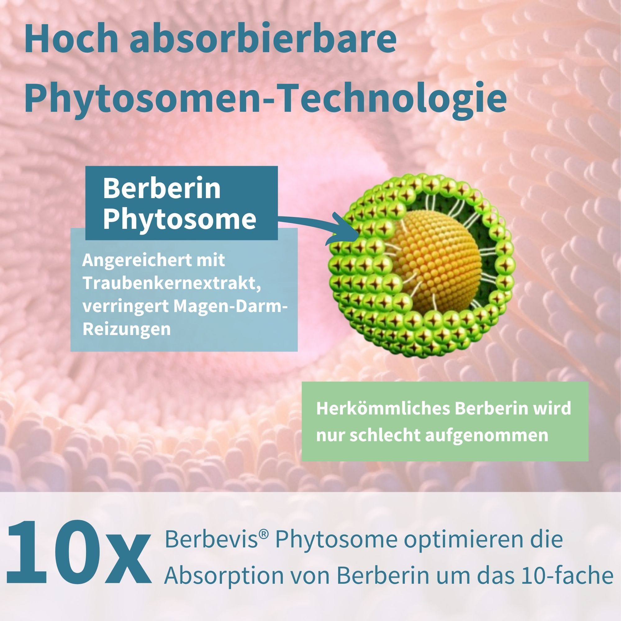 Grafik mit einer Kapsel und einem grünen Ball. Text: Berberin Phytosom. 10x höhere Absorption.
