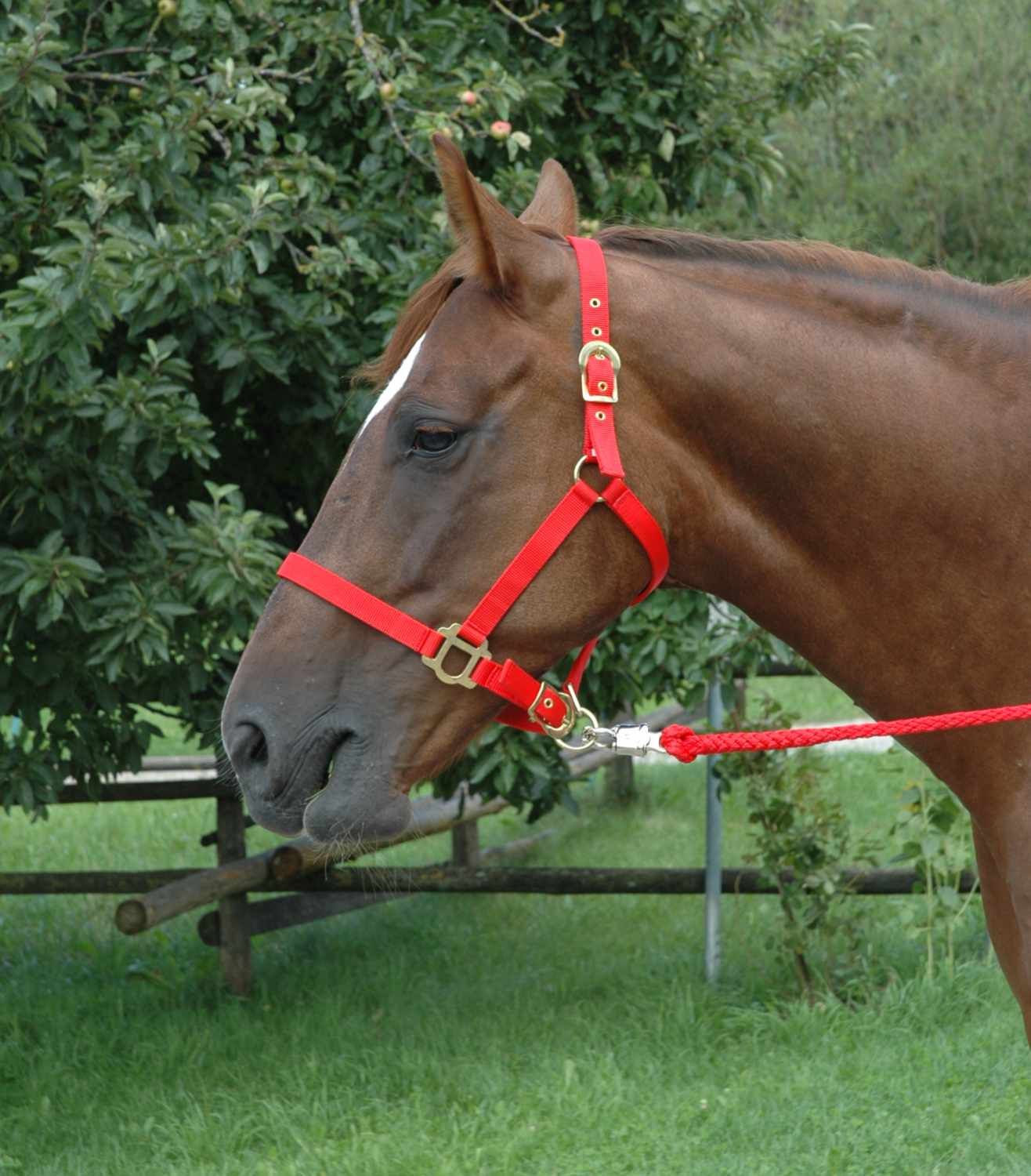 Rotes Halfter mit Karabinerhaken am Pferdekopf. Lederriemen und Metallbeschläge.