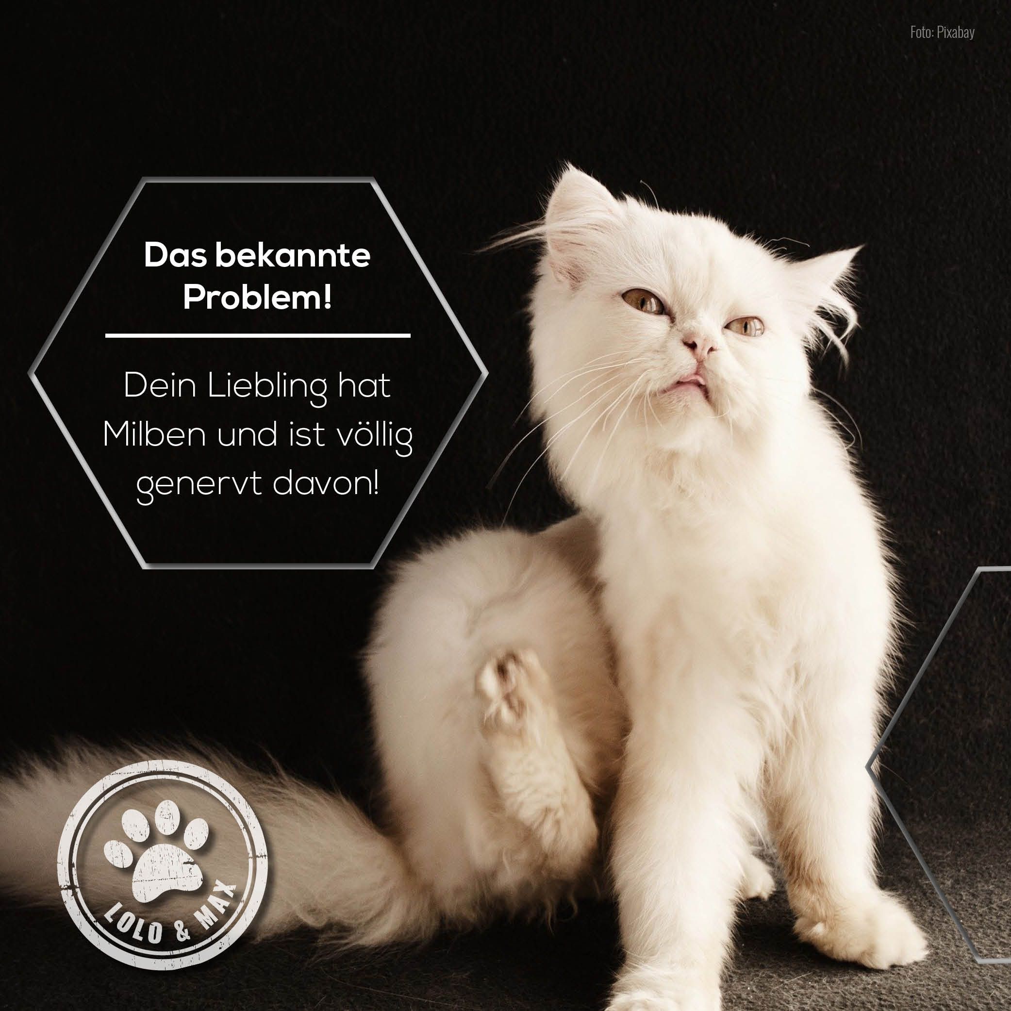 Weiße Katze kratzt sich. Text: "Das bekannte Problem! Dein Liebling hat Milben und ist völlig genervt davon!" Logo: Lolo & Max.