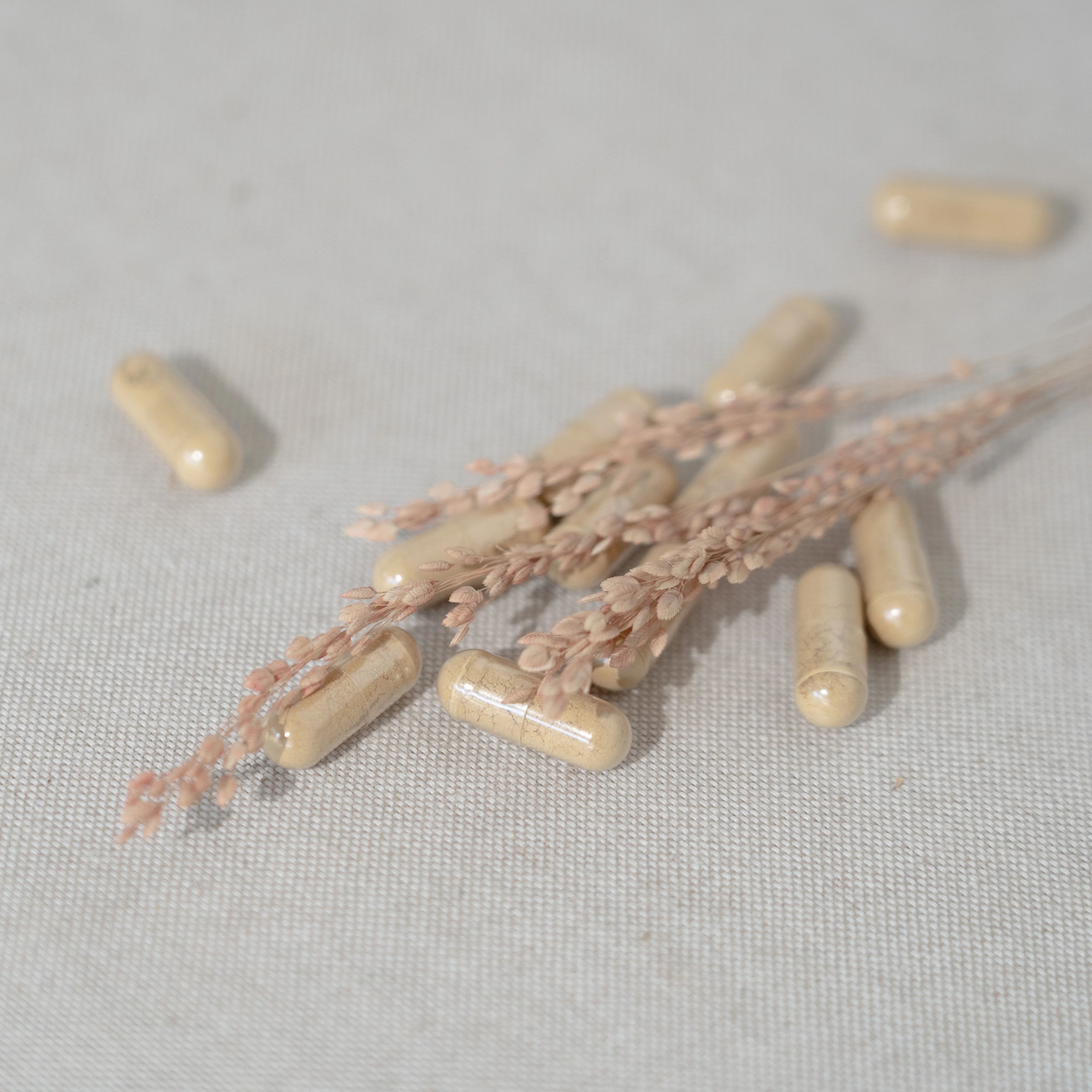 Mehrere Kapseln liegen neben getrockneten Pflanzen. Kapseln sind beige und länglich.