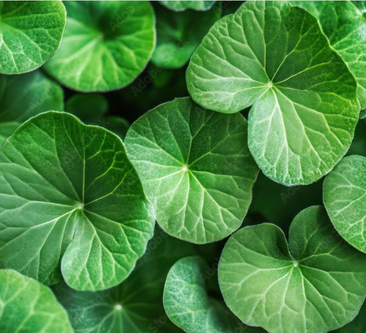 Nahaufnahme von grünen Blättern. Runde, grüne Blätter mit Adern. Natürliche Textur.