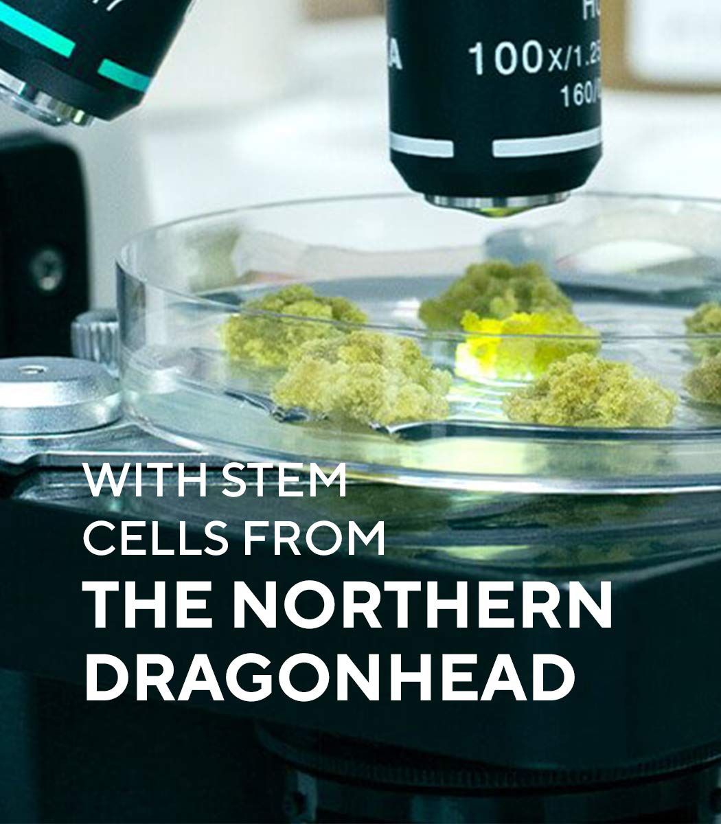 Mikroskop mit Proben. Text: With Stem Cells from The Northern Dragonhead.