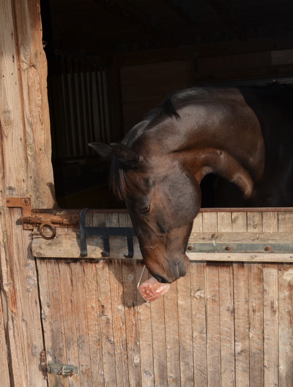 Pferd frisst Salzleckstein in Stall. Braunes Pferd, rosa Stein.