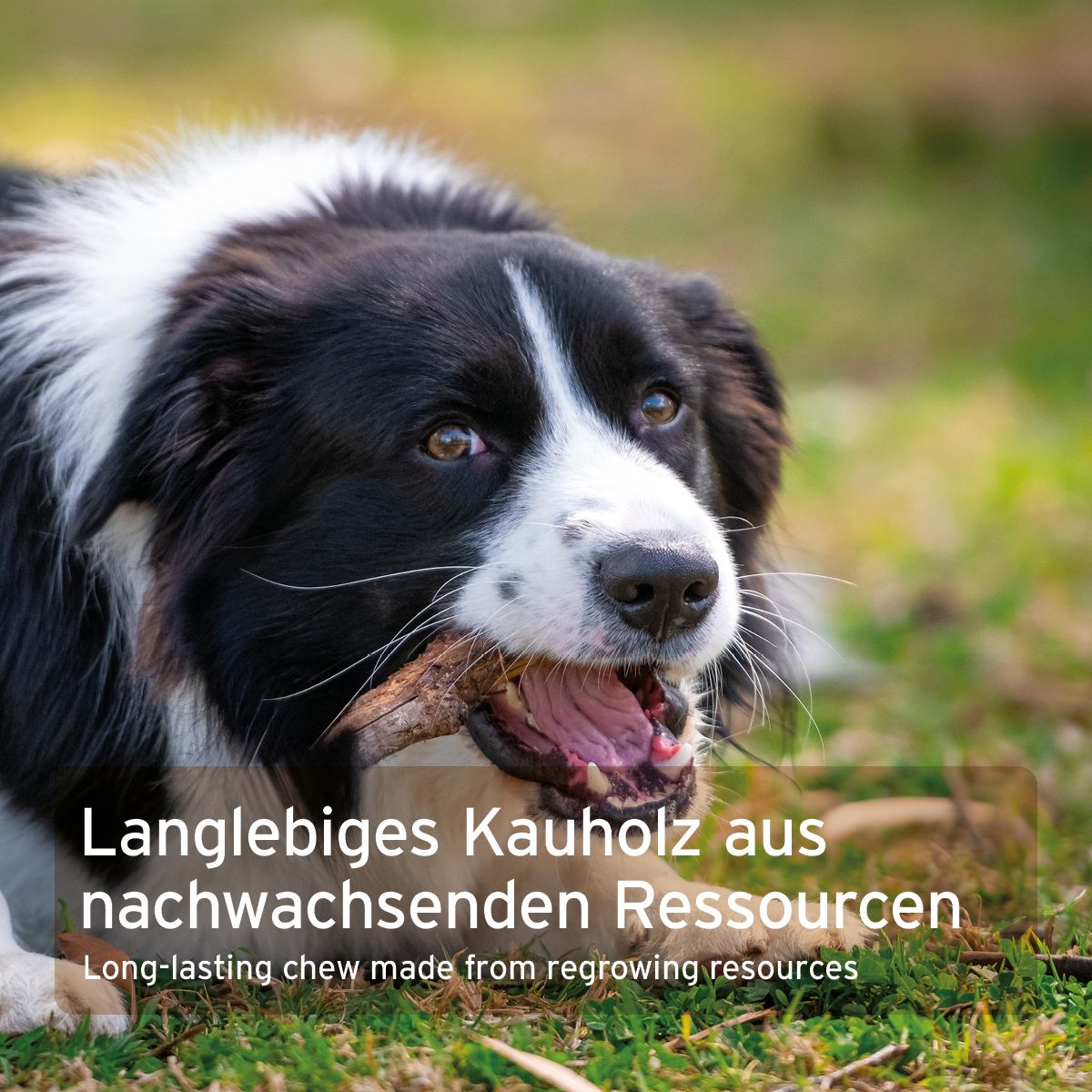 Hund mit Olivenholz-Knabberstab im Maul. Aufschrift: Langlebiges Kauholz aus nachwachsenden Ressourcen.