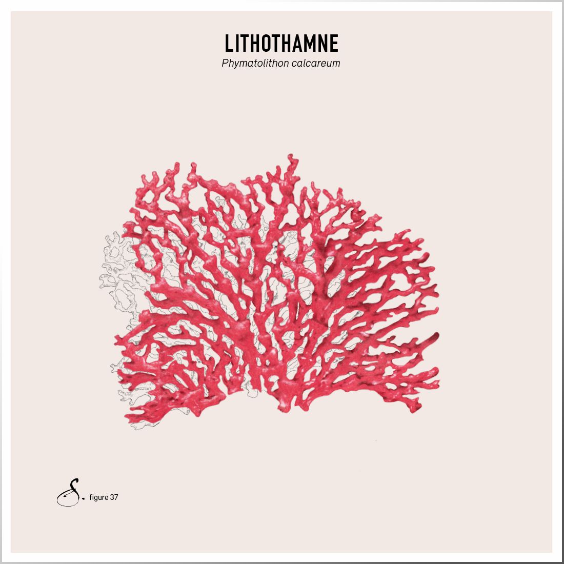 Sekoya Swiss - Lithothamnium | Gegen Sodbrennen