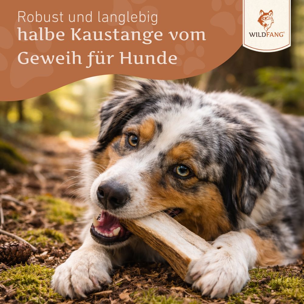 Hund kaut auf halber Kaustange aus Rothirschgeweih. Im Hintergrund Wald. Logo Wildfang.
