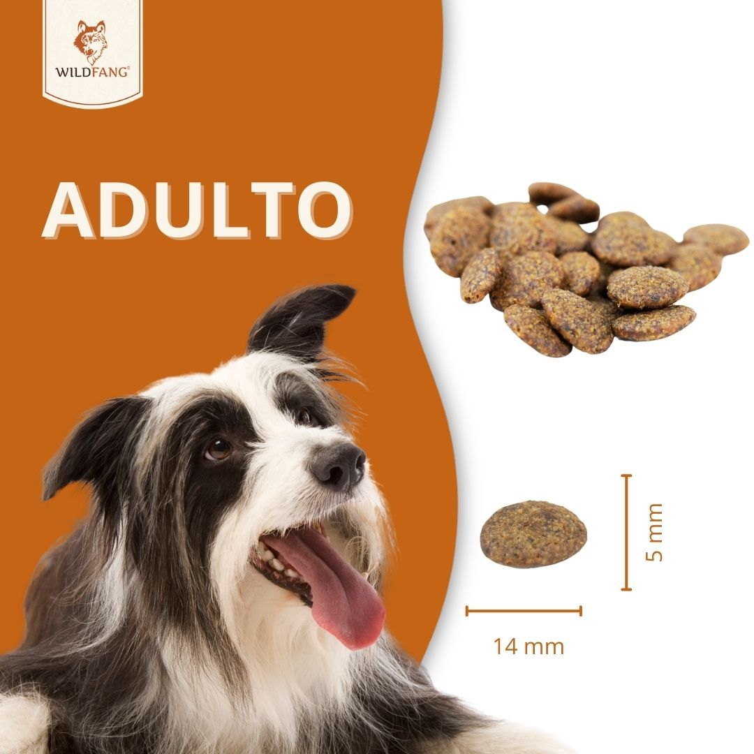 Hundefutter-Trockenfutter. Gezeigt: Trockenfutter-Pellets, 14 mm lang, 5 mm dick. Hund im Hintergrund.