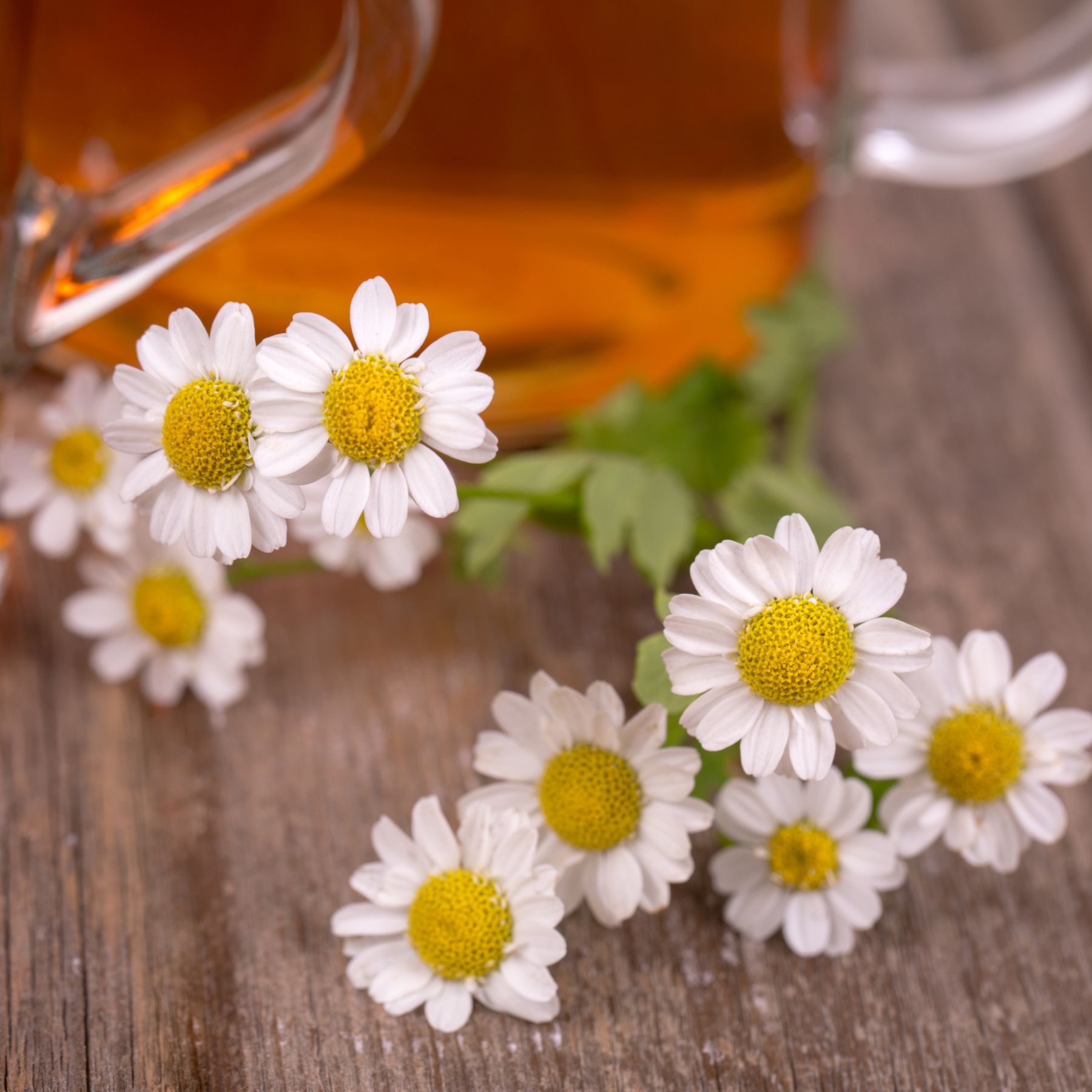 Glasbecher mit Tee und Kamillenblüten auf Holz. Blüten mit weißen Blütenblättern und gelben Blütenköpfen.