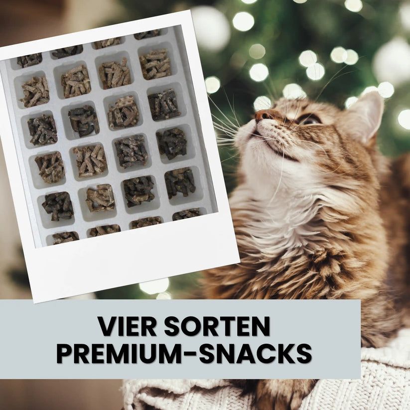 alphazoo Adventskalender 2025 für Katzen