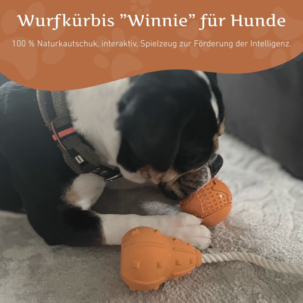 Orangefarbener Wurfkürbis aus Naturkautschuk mit Seil. Ein Hund beißt in das Spielzeug.