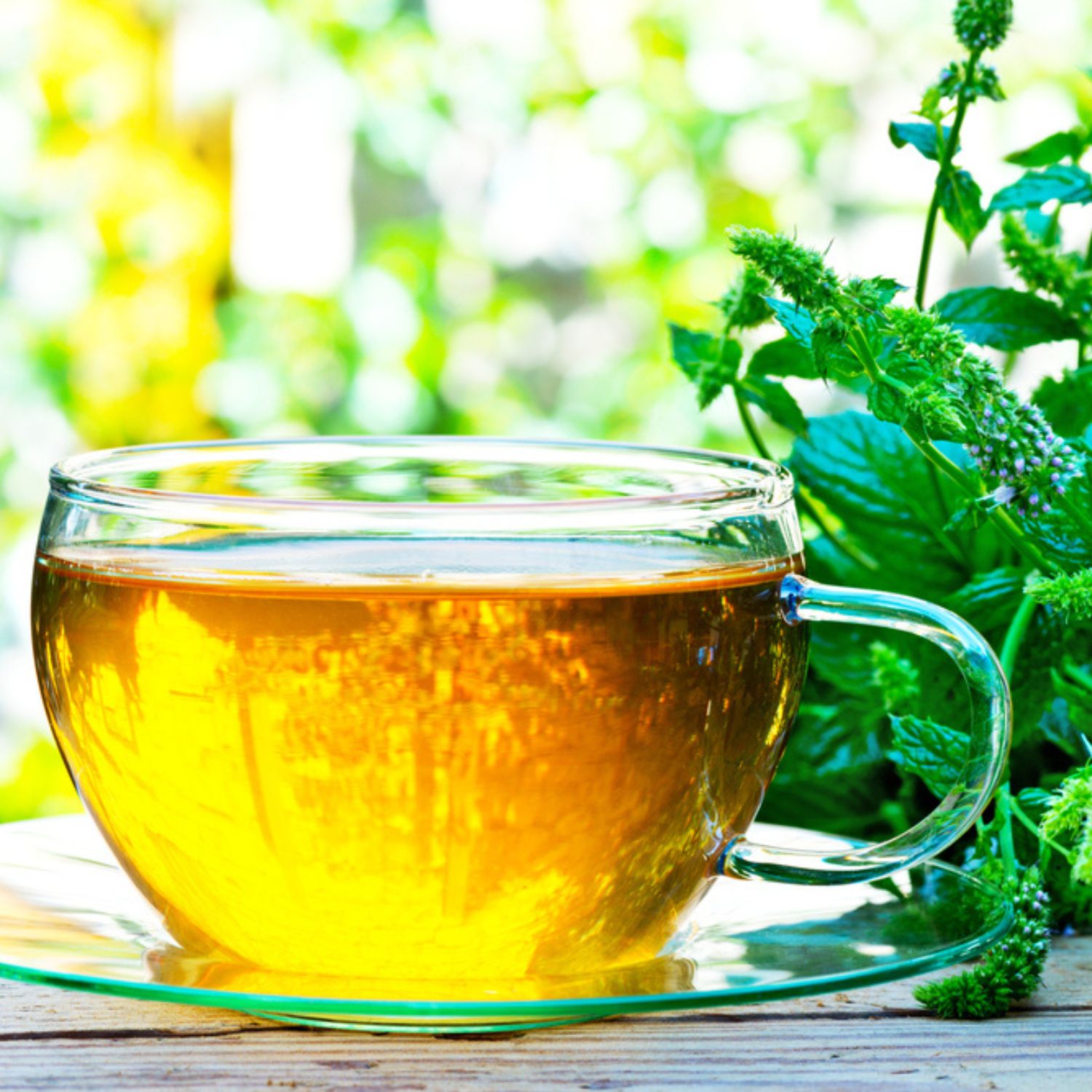 Glas-Teetasse mit gelbem Tee, Untertasse. Frische Minze daneben. Hintergrund: verschwommene grüne Pflanzen.