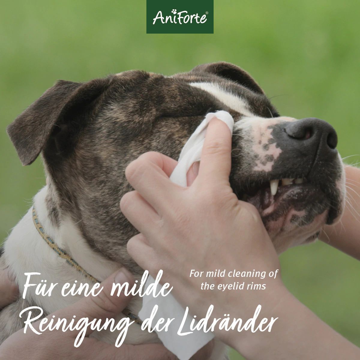 Sanfte Augenpflege mit Augentrost - AniForte®