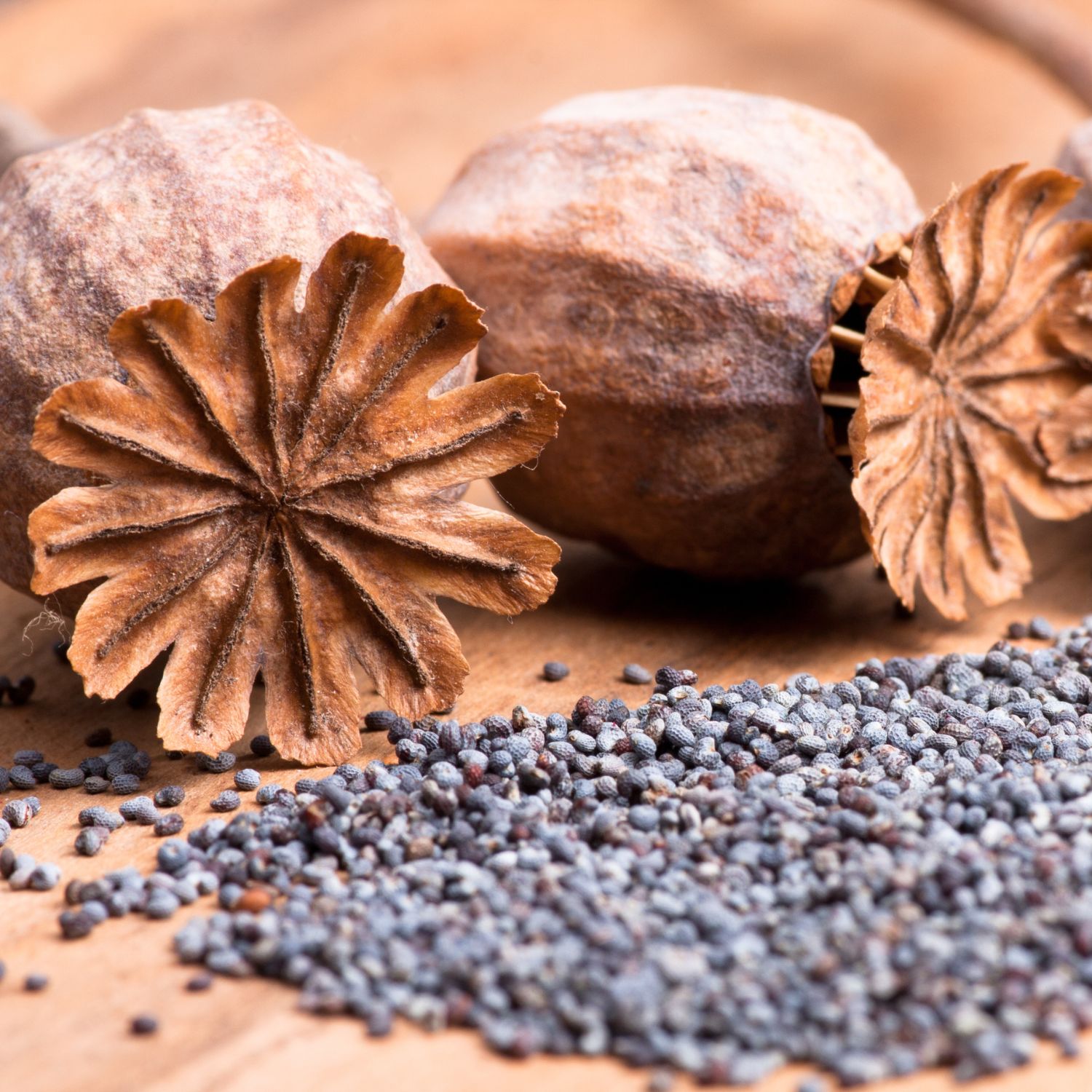 Nahaufnahme von Mohnkapseln und Samen. Braune Kapseln und verstreute blaue Mohnsamen auf Holzuntergrund.