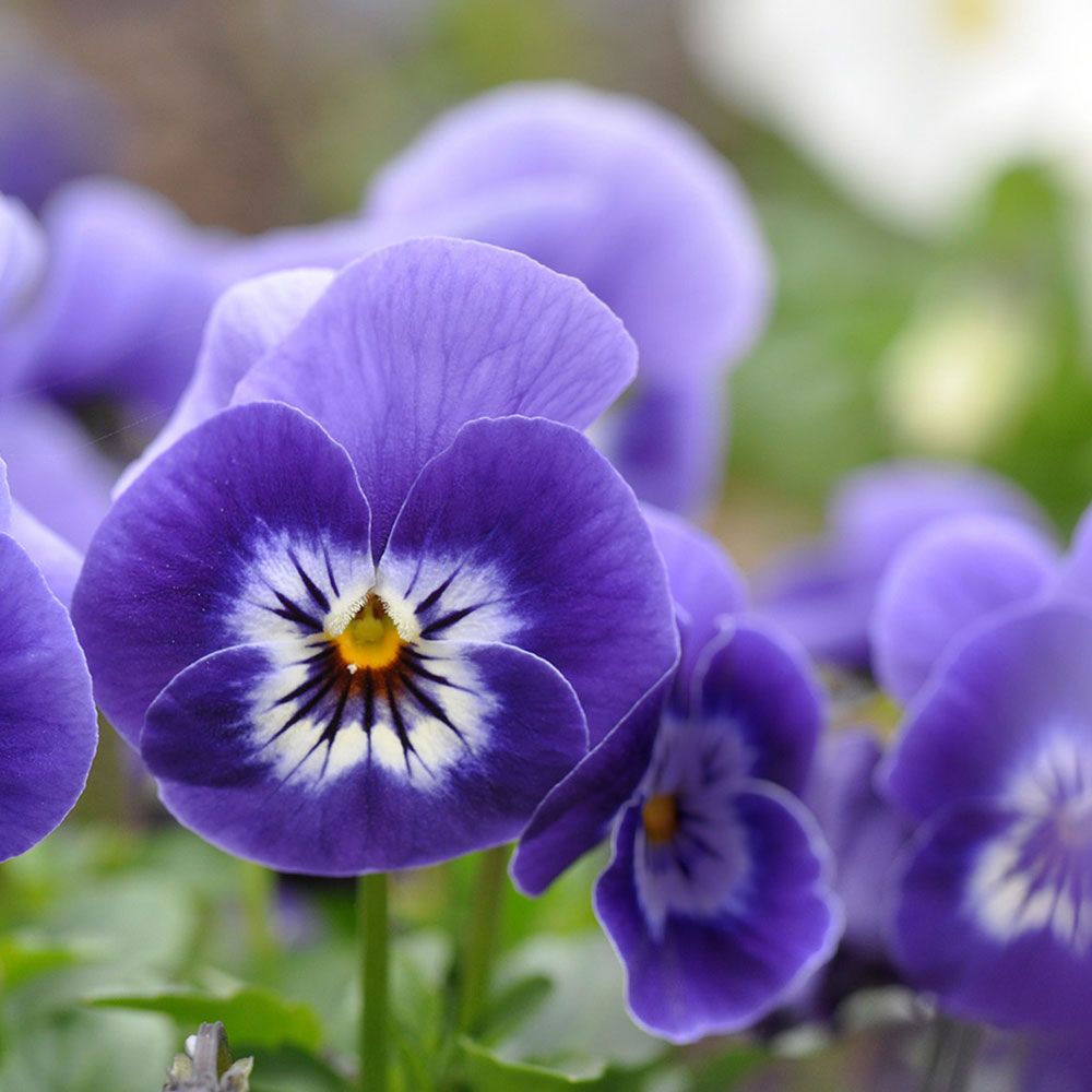 Nahaufnahme von violetten Veilchenblüten. Blütenblätter in verschiedenen Violetttönen. Gelbe und weiße Details im Zentrum der Blüten.