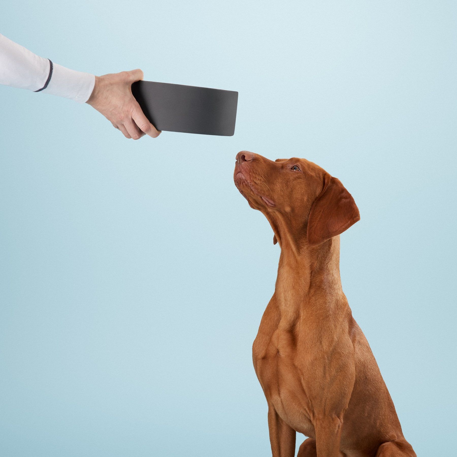 Hand hält schwarzen Napf. Brauner Hund blickt auf. Blauer Hintergrund.