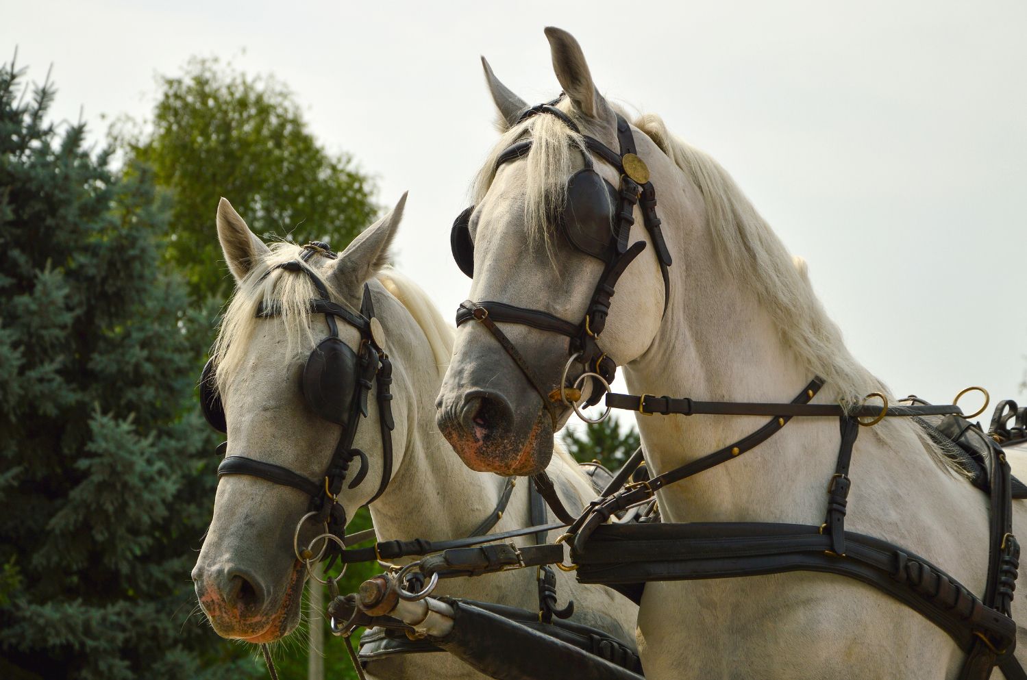 Zwei Pferde mit Kopfbedeckung und Geschirr. Nahaufnahme. Hintergrund: Bäume und Himmel.