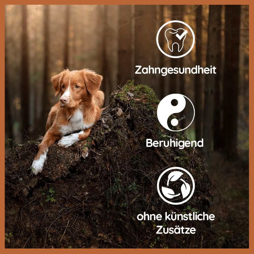 Hund liegt auf einem Baumstumpf. Grafiken zeigen: Zahngesundheit, beruhigend, ohne künstliche Zusätze.