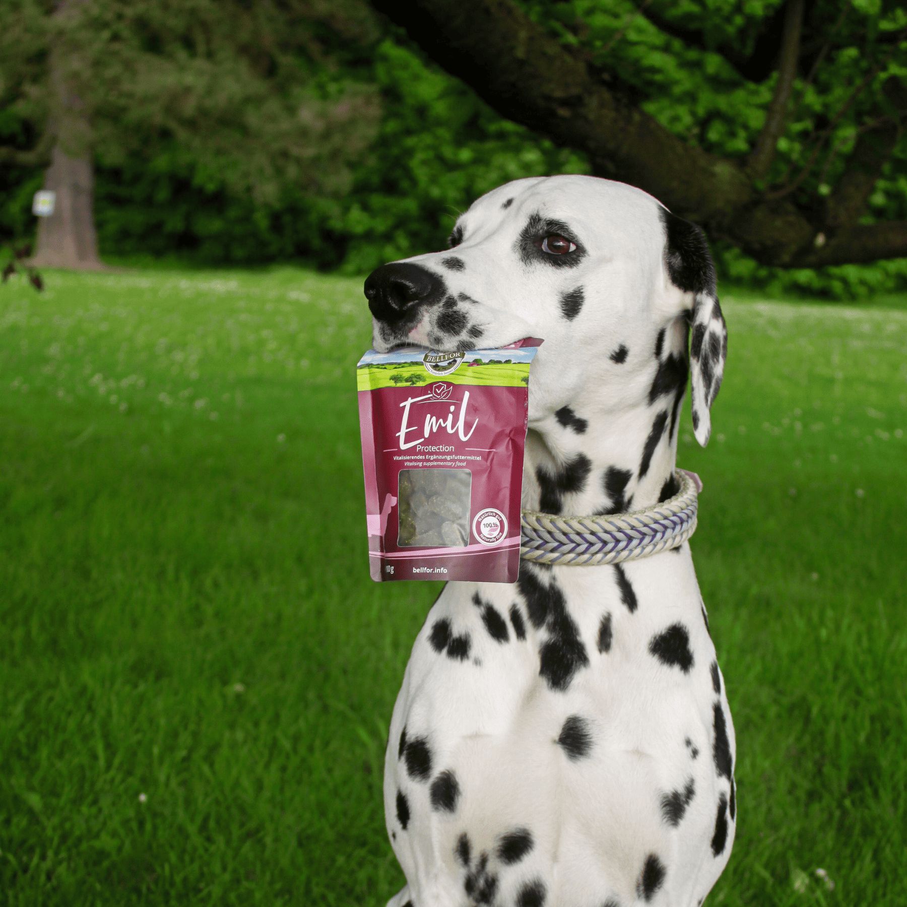 Emil Protection – Köstliche Hundesnacks mit Lachs für starke Abwehrkräfte Bellfor