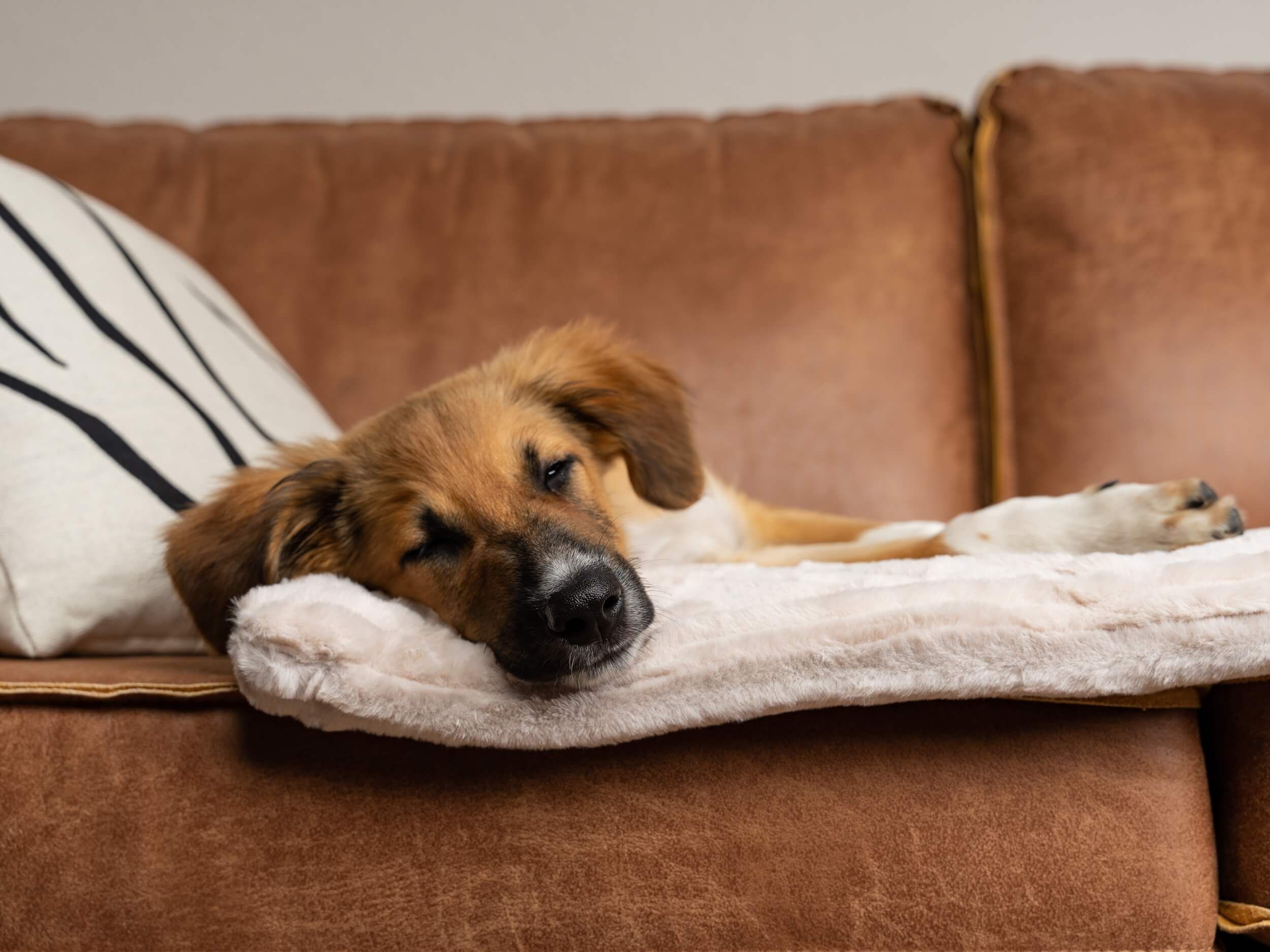 Hund liegt auf gefütterter Liegedecke auf einem Sofa. Beige Decke, braunes Fell. Sofa braun.