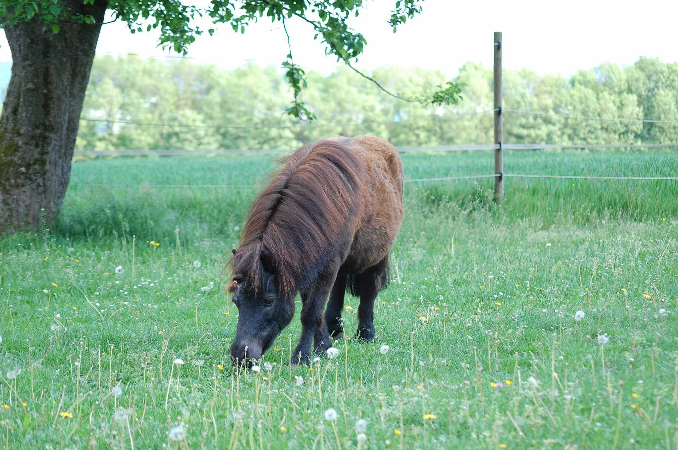 Pony auf einer Wiese. Braunes Fell, frisst Gras. Grüne Wiese mit Blumen und Bäumen im Hintergrund.