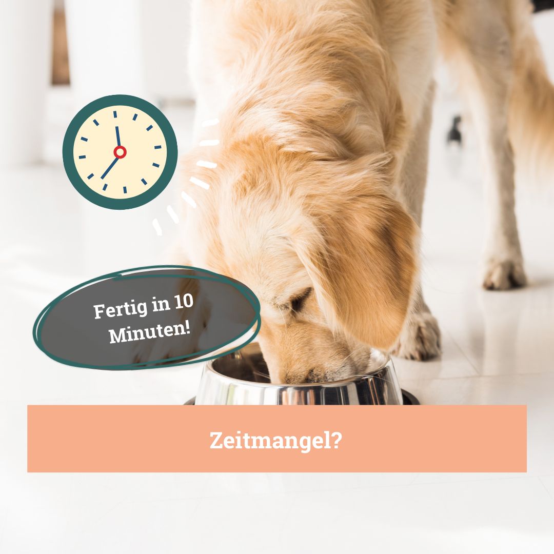 Hund frisst aus einer Schüssel. Text: "Fertig in 10 Minuten!" und "Zeitmangel?" Uhr im Hintergrund.