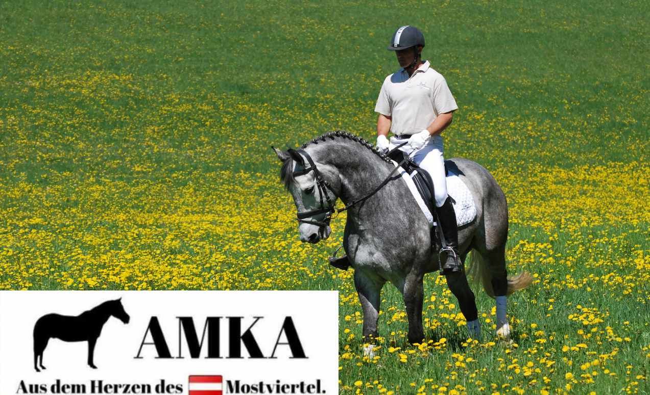 Ein Reiter auf einem grauen Pferd in einer Wiese mit gelben Blumen. AMKA Logo und Text: "Aus dem Herzen des Mostviertel".