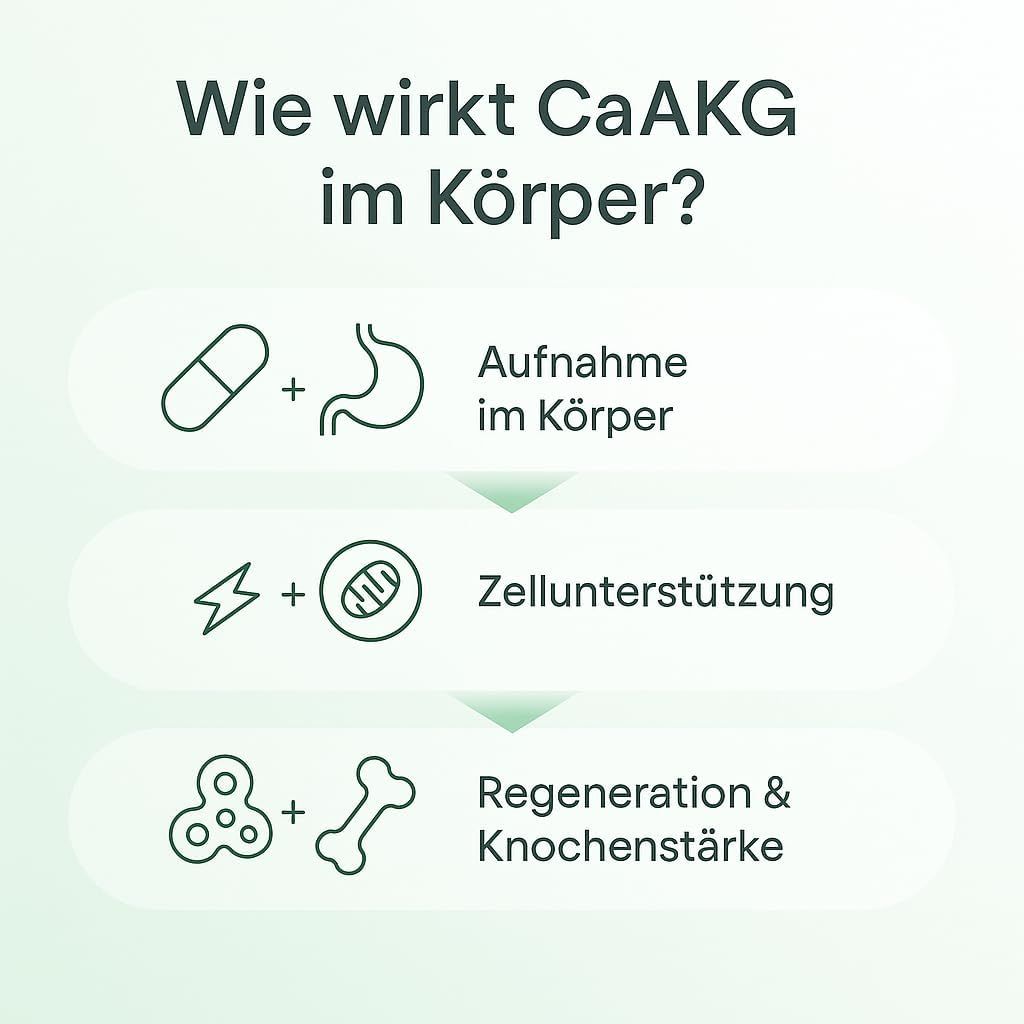 Grafik: Wie wirkt CaAKG im Körper? Kapsel + Magen. Zelle + Energie. Knochen + Regeneration. Pfeile zeigen den Prozess.