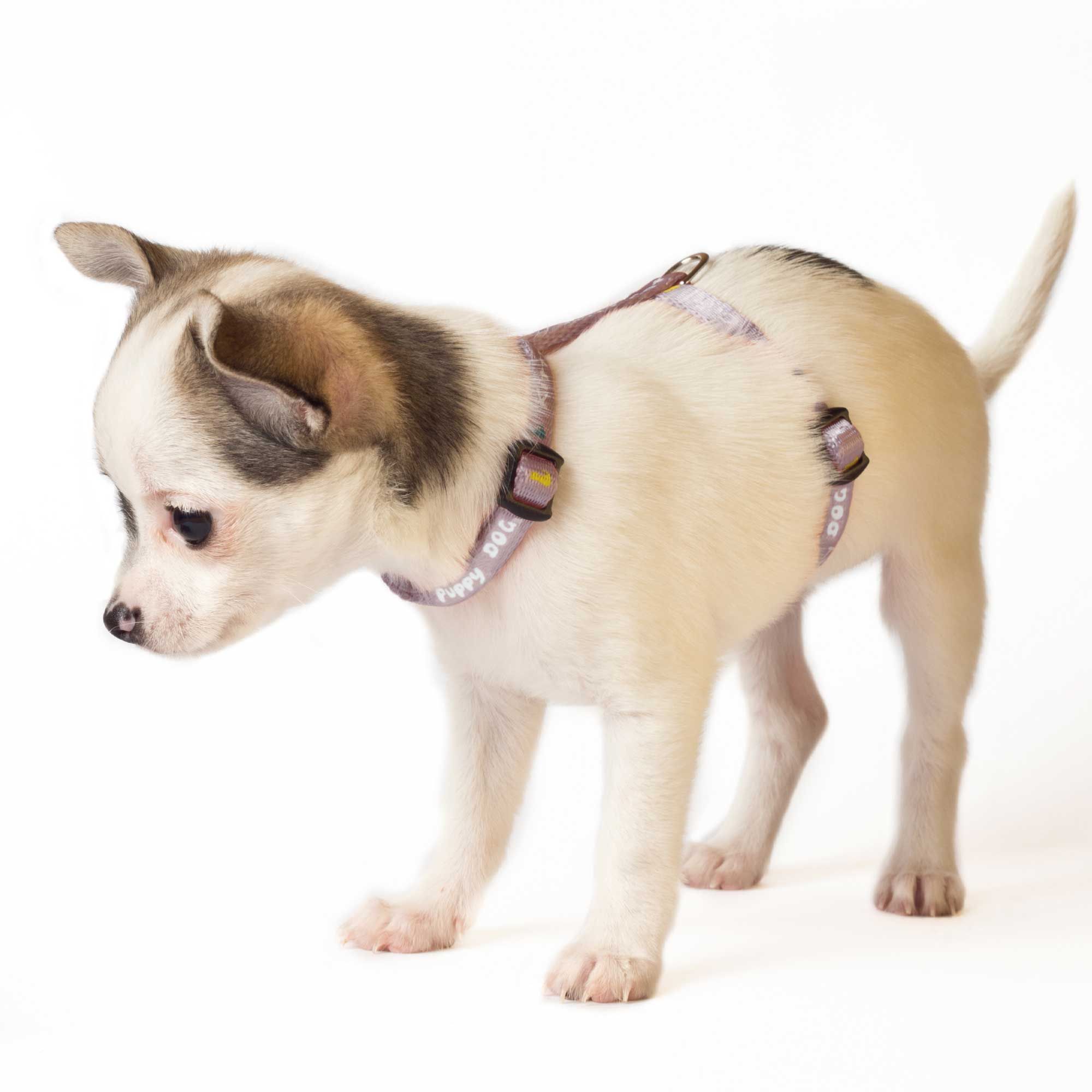 Kleiner weißer Welpe mit rosa Welpengeschirr. Das Geschirr hat schwarze Schnallen und die Aufschrift Puppy Dog. Der Welpe steht.